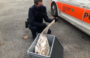 Verletzter Jungschwan in Steinach am Bodensee