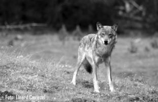 Junger Wolf in Surselva GR überfahren