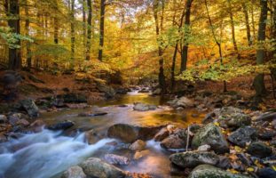 Gewässerverschmutzung in Gachnang