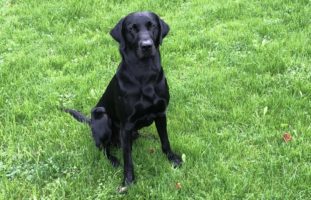 Luzern - Polizeihund Dusty findet Drogen