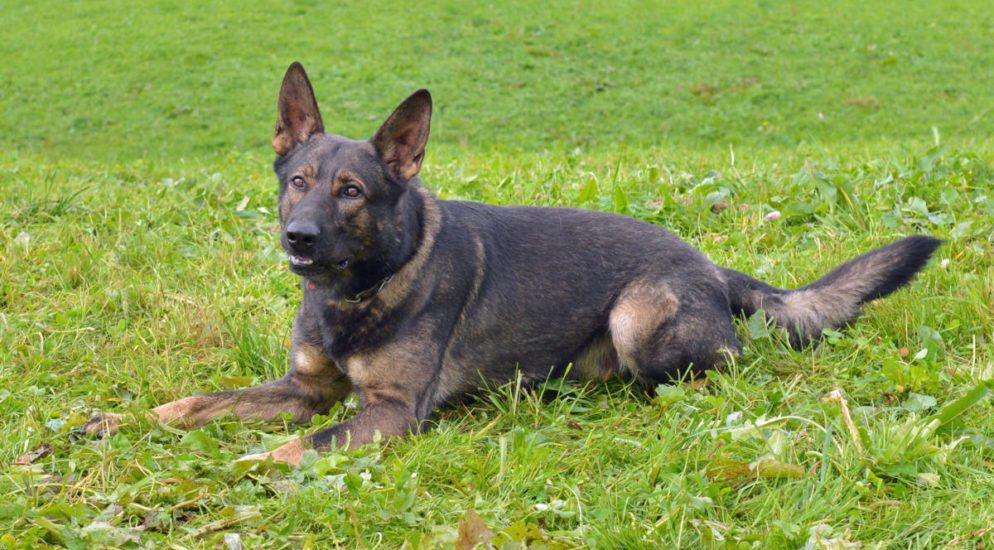 Polizeihund "Rusty" schnappt Einbrecher