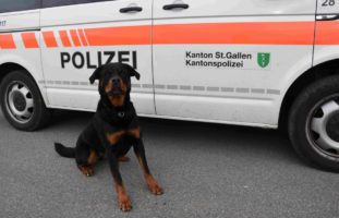 Polizeihund Yodi fast Flüchtigen in Wittenbach SG