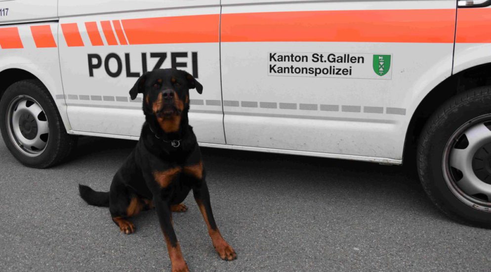 Polizeihund Yodi fast Flüchtigen in Wittenbach SG