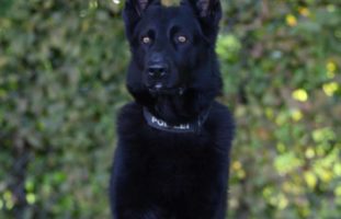 Cham ZG - Polizeihund Wyk hilft drei junge Einbrecher zu fassen