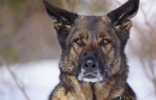 Chur GR - Polizeihund fasst Jugendlichen