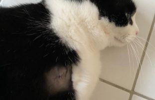 Tierquäler schiesst in Winterthur auf eine Katze