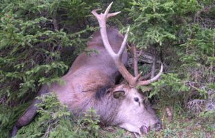 Seewis GR - Nicht jagdbare Kronenhirsche erschossen