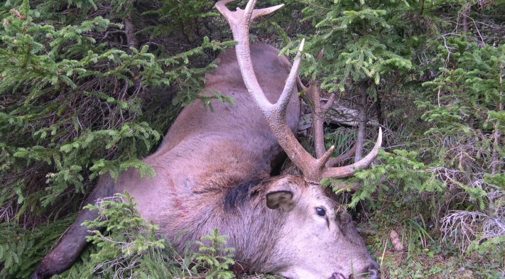 Seewis GR - Nicht jagdbare Kronenhirsche erschossen