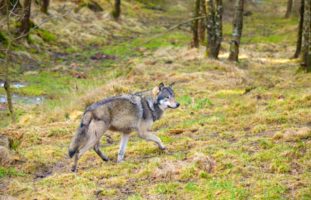 Schafe in Niederweningen gerissen: Wolf oder Hund?