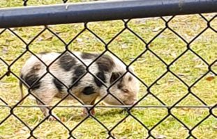 St.Gallen - Besitzerin oder Besitzer eines Hängebauchschweins gesucht