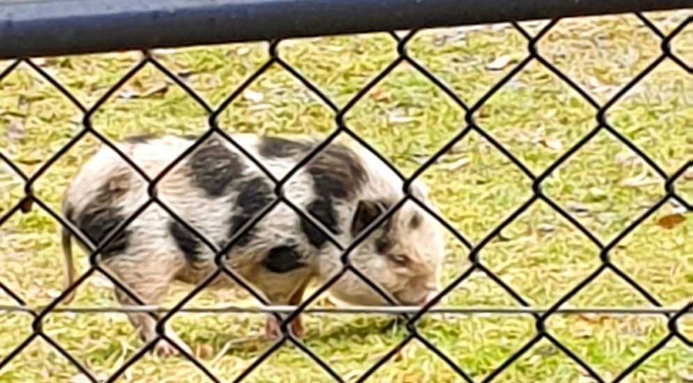 St.Gallen - Besitzerin oder Besitzer eines Hängebauchschweins gesucht