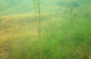 Nuttals Wasserpest breitet sich wieder im Obersee GL aus