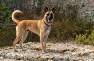 Polizeihund findet vermisste Person in Heiden AR