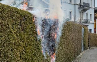 Rorschach: Thuja Hecke in Brand geraten