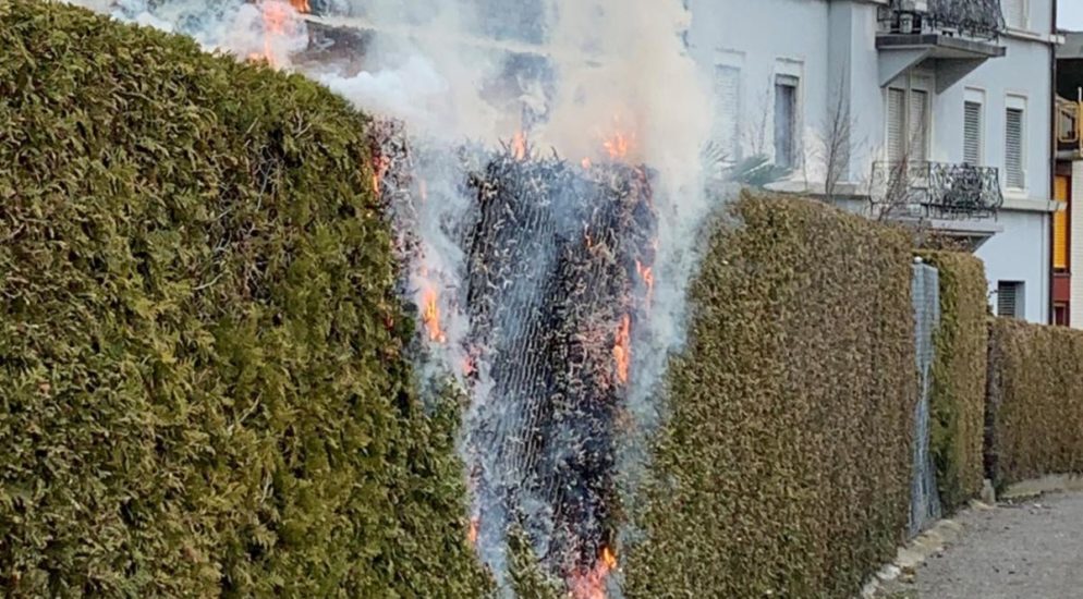 Rorschach: Thuja Hecke in Brand geraten