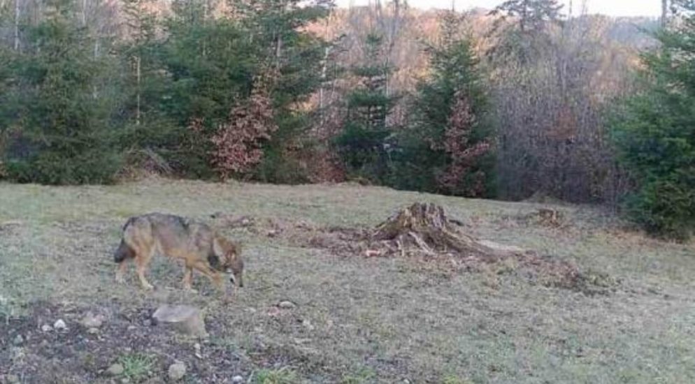 Wolf im Raum Bäretswil fotografiert