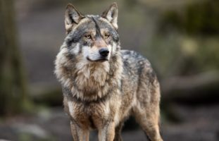 Zwei Wölfe auf Skipiste in Obersaxen gesichtet