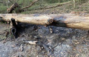 Gränichen AG: Asche verursacht Waldbrand