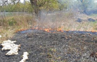 Schilfbrand in Scherzingen TG