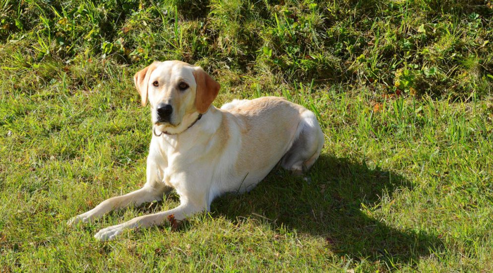 Polizeihund Sina findet Drogen - Dealer verhaftet