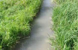 Betonwasser von Grossbaustelle in Derendingen SO führt zu Fischsterben