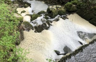 Heimenschwand BE: Bach durch Gülle verunreinigt