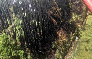 Thuja-Hecke in Züberwangen SG in Brand geraten