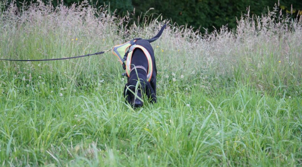 Mörschwil SG: Diensthund fasst Flüchtigen