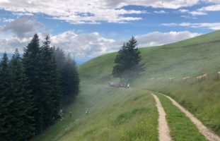 Wasen im Emmental BE: Bei Lastwagen-Unfall Böschung hinunter gestürzt