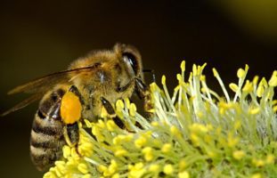 Bekämpfung der Bienenseuche in Riehen BS