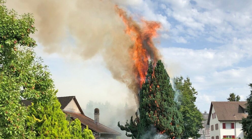 Mit Gasbrenner Hecke und Baum in Altnau TG in Brand gesetzt